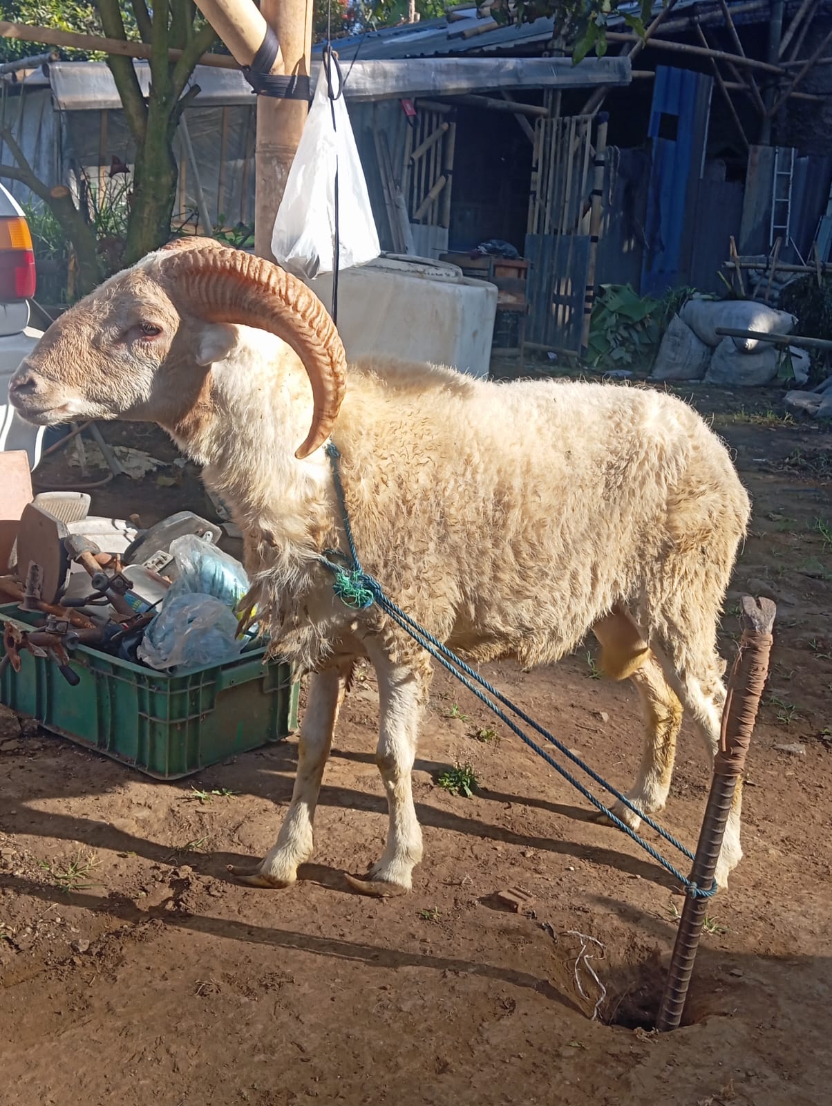 hewan qurban bandung