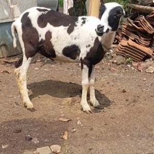 domba qurban