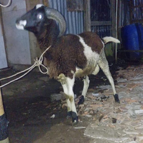 Jual domba qurban D0007