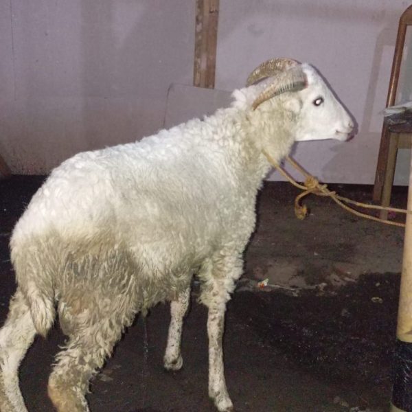Jual domba qurban D0006
