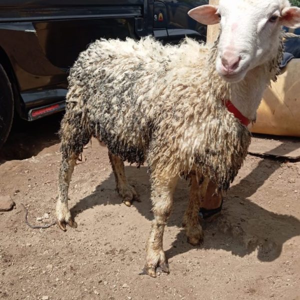 Jual domba qurban D0005